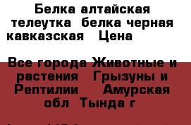 Белка алтайская телеутка, белка черная кавказская › Цена ­ 5 000 - Все города Животные и растения » Грызуны и Рептилии   . Амурская обл.,Тында г.